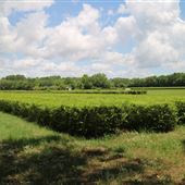 Charleston Tea Garden - Field 4