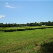 Charleston Tea Garden - Green House