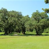 Laurel Hill County Park - Oak Alley