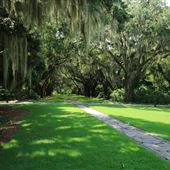 Charles Towne Landing - Oak Alley
