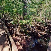 Beidler Forest Audubon Center & Sanctuary