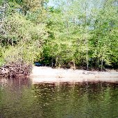 Edisto River II