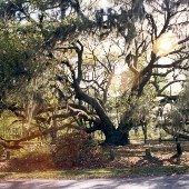 Carolina Shores
