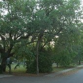 Neighborhood Tree - Pitt Street