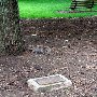 Glencairn Gardens