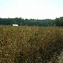 Harmon Tree Farm
