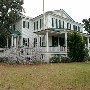 Cypress Trees Plantation