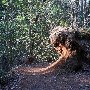 Caesars Head State Park - Wildcat Branch Falls