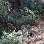 Caesars Head State Park - Wildcat Branch Falls