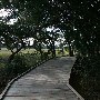 Charles Towne Landing - Albermarle Pt Walkway