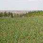 Old Motte - General