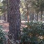 Chester State Park