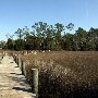 Palmetto Islands County Park - March