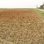 Wannamaker Fields (Various)