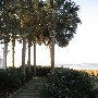 Tropical Looks of Charleston - Haddrell Point