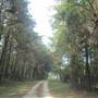 Laurel Hill Plantation / Mt. Pleasant - Grounds Near House (MAY)
