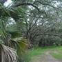 Kiawah River Plantation - Tripod