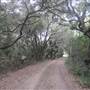 Kiawah River Plantation - Cotton Mouth