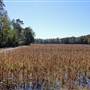 Halidon Hill - Rice Fields-Fields-swamps #06 Charm Field