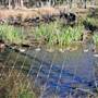 Halidon Hill - Rice Fields-Fields-swamps #08 Laneau-Lochloman