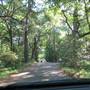Magnolia Plantation & Gardens MAY LOOKS - Drive Around The Grounds