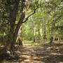 Wavering Place - Fields & woods