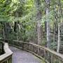Magnolia Plantation and Gardens - Audubon Swamp Garden