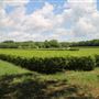 Charleston Tea Garden - Field 4