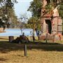 Runnymede Plantation - Riverside Natural Area & Ruins