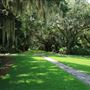 Charles Towne Landing - Oak Alley