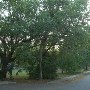 Neighborhood Tree - Pitt Street