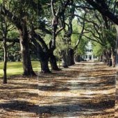 Chelsea Plantation