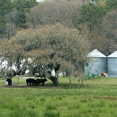 Ashe Point Farm Agri Looks