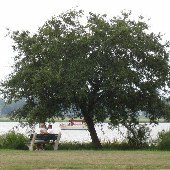 Brittlebank Park
