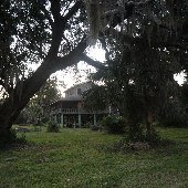 Palmetto