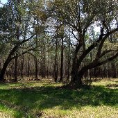 Chachan Plantation