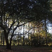 Thornhill Farms-Forrest and Field