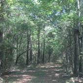 Awendaw Future Park Site - Roads