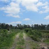 Nemours Wildlife Foundation - Rice Field 4 (seen from dike)