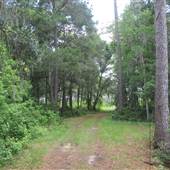 Nemours Wildlife Foundation - Road 3