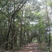 Dungannon Plantation - Milley Bank