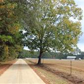 Wappaoolah Plantation - Farm
