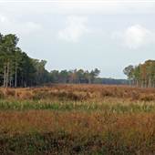 Wappaoolah Plantation - Fields & Forests