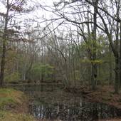 Corner Lake - Swamp in Jasper County