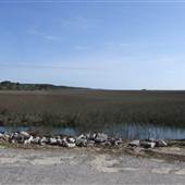 Marsh Views