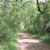 Seven Oaks Plantation - Woods and Marshes - 2016 Update