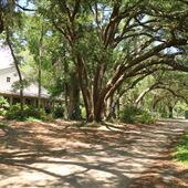 Charleston Tea Garden - Oak Alley