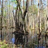 Woodlands Nature Reserve - Swamp