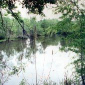 Wadboo Creek Cooper River