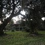 Palmetto